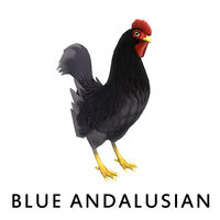 Blue AndalusianRooster