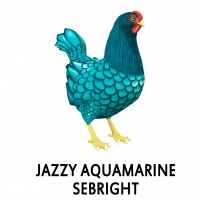 Jazzy - Aquamarine Sebright Hen