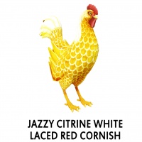 Jazzy Citrine White Laced Red Cornish Rooster