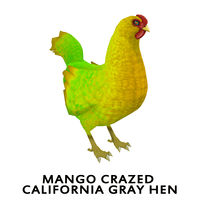 Mango Crazed Coat California Gray Hen